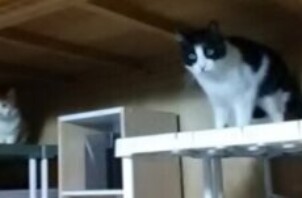 ハチワレの兄妹さんです♪