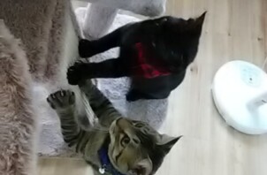 元気な兄弟くんです♪