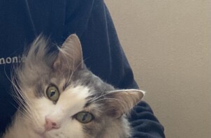 池田市のペットシッター 猫ちゃんのお世話です！🐈