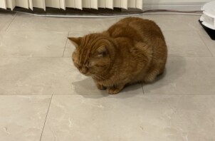 うみくん＆きなこくんのお世話に伺いました