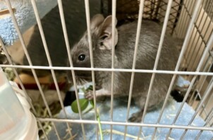 【お世話報告】力持ちな一面も！スイくん＆ジンくんの仲良しタイム