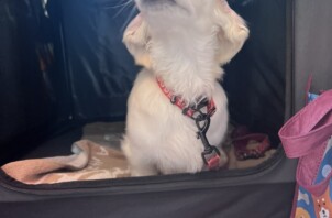 【お世話報告】わんぱく全開！ケンちゃんの幼稚園送迎ドライブ