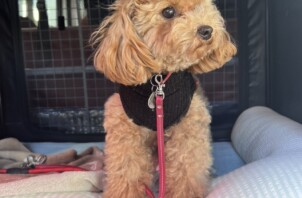 【お世話報告】ケンちゃんの仲良し！おてんばこまりちゃんの幼稚園送迎