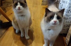 【お世話報告】お腹見せのご挨拶と、仲良く「シッター観察」タイム！✨