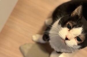 青葉区　えびさん