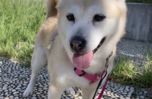 MIXのはなちゃんのお散歩🐶🖐😁