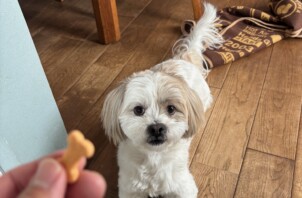 宮前区　ハロちゃん