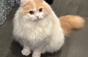 青葉区　ナイスくん