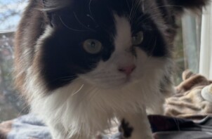 ☆今週のCoco Maisonフレンズ(168)☆