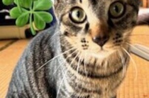 ♡今週のCoco Maisonフレンズ(169)♡