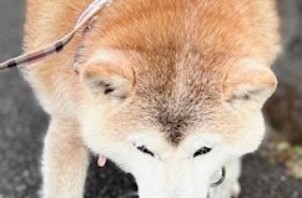 ☆今週のCoco Maisonフレンズ(170)☆