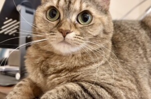 【お世話報告】観察したり駆け回ったり！ぽやちゃんのマイペースな時間