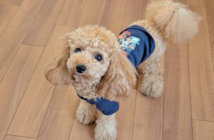 保土ケ谷区のハナちゃん　保土ケ谷区のペットホテルＢｏｗｗｏｗばうわう