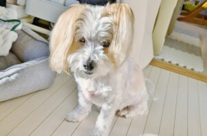 保土ケ谷区のプルーくん、チクワくん　保土ケ谷区のペットシッターＢｏｗｗｏｗばうわう