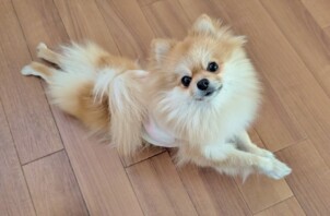 旭区のハッピーちゃん　旭区のペットホテルBowwowばうわう