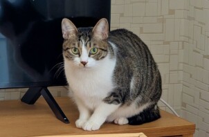 港北区のコハクくん　港北区のペットシッターBowwowばうわう