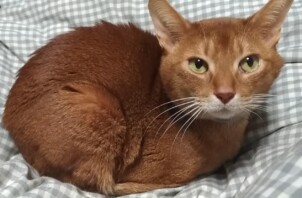 お世話風景３４．アスラン君シリウス君アレックス君