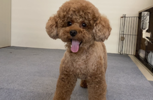 トイプードルの空（くう）ちゃんのお世話🐩👍😁