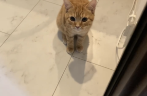 スコティッシュフォールドのまるちゃん、トムちゃんのお世話😺😁🤚