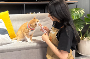 猫の留守番は何日まで？キャットシッターが最適な理由を解説