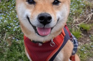 わんちゃんのお散歩代行🐶