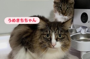 平野区のペットシッター猫ちゃんのお世話🐱