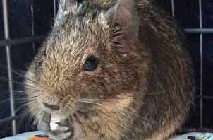 2026年　夏期割増期間のお知らせ♪