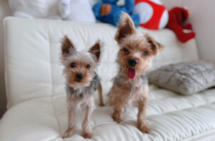 小型MIX犬のぜんちゃんとヨーキーのかいちゃん