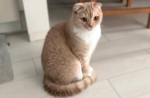 猫、ハルちゃんのペットシッター