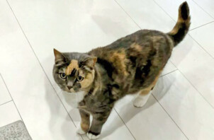 猫、ルルちゃんのペットシッター
