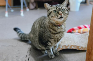 猫、そらちゃんのペットシッター