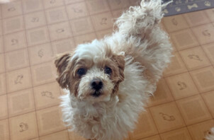 マルチーズ×トイプードル、ふくちゃんのペットホテル