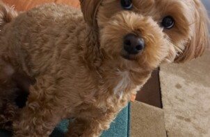 2026年ゴールデンウィークのお知らせ！！