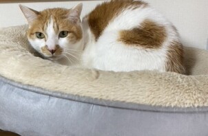 豊中市のペットシッター 猫ちゃんのお世話です！🐈😺