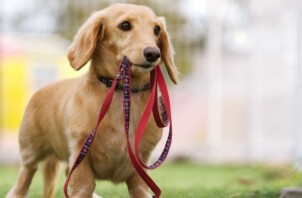 東日本大震災から15年。ペット防災を考える