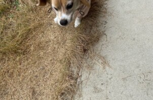 豊中市のペットシッターワンちゃんのお世話です！🐶