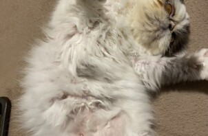 豊中市のペットシッター猫ちゃんのお世話です！🐱