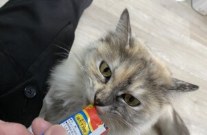 豊中市のペットシッター猫ちゃんのお世話です！🐱