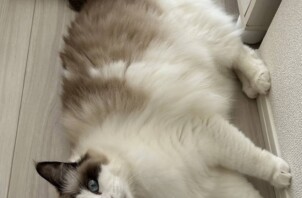 ゴールデンウィークのご予約受付残りわずかです🐶🐈【日本ペットシッターサービス福山店】