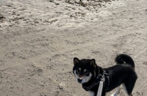 ボールも海も！そばくんの楽しい一日」