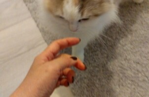 【お世話報告】キッチンの扉でお出迎え！おっとりレディのキャリーちゃん