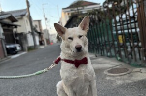 東大阪市のペットシッターわんちゃんのお世話🐶