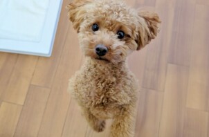 保土ケ谷区のトトくん　保土ケ谷区のペットホテルＢｏｗｗｏｗばうわう