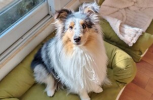 港北区のビートくん　港北区のペットホテルＢｏｗｗｏｗばうわう