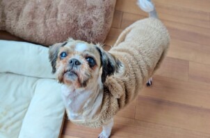 神奈川区のずんだちゃん、あんみつちゃん、おはぎちゃん　神奈川区のペットホテルＢｏｗｗｏｗばうわう