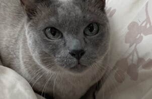 とんちゃん、はちくん