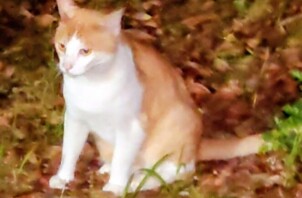 さくらねこの日