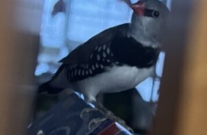 ダイヤちゃん達