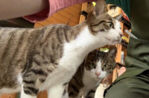 兄弟猫ちゃん🐈🐈 のんびり過ごしてくれました🥰