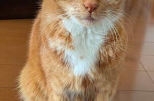 猫ちゃんの日常のお世話お手伝いします🐱